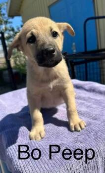 Bo Peep -  Shepherd Dog for Adoption in Yellowknife, Northwest Territories - Bo Peep | PetCurious