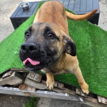 Girly -  Shepherd and Mixed Breed Dog for Adoption in Falls Church, Virginia - Girly | PetCurious