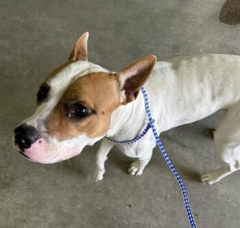 Rescue Pit Bull Terrier and Mixed Breed Dogs for Adoption in Pensacola, Florida - DEX | PetCurious