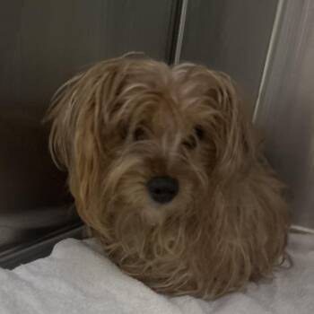 Dayana -  Yorkshire Terrier Dog for Adoption in Lenexa, Kansas - Dayana | PetCurious