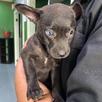 Martini -  Terrier and Shepherd Dog for Adoption in Kyle, Texas - Martini | PetCurious