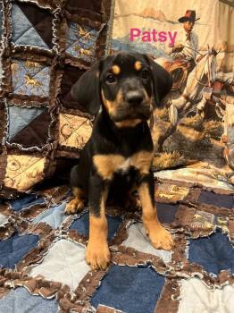 Rescue Hound Dogs for Adoption in Bristol, Wisconsin - Patsy | PetCurious