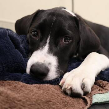 Shepherd Dogs Available for Adoption in Briarcliff Manor, New York - Timothy | PetCurious