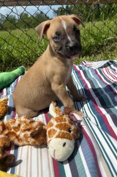 Ivan -  Labrador Retriever Dog for Adoption in Tarrytown, Georgia - Ivan | PetCurious