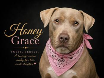 American Staffordshire Terrier Dogs Available for Adoption in Farmington, Missouri - Honey Grace "Grace" | PetCurious