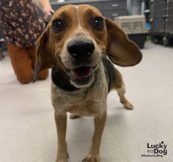 Ken -  Beagle Dog for Adoption in Washington, District Of Columbia - Ken | PetCurious