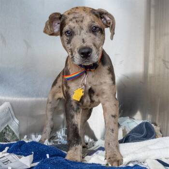 Catahoula Leopard Dog and Mixed Breed Dogs Available for Adoption in St. Louis, Missouri - BOBINIC | PetCurious