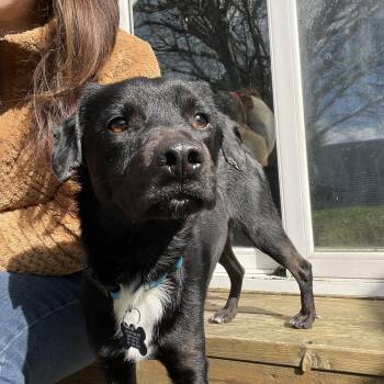 Terrier and Chihuahua Dogs Available for Adoption - Mitchell | PetCurious