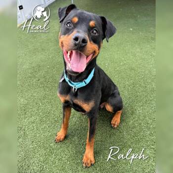 Ralph -  Rottweiler and Mixed Breed Dog for Adoption in Youngwood, Pennsylvania - Ralph | PetCurious
