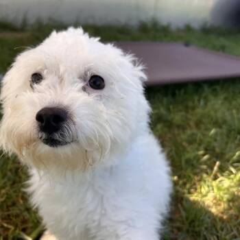Ace -  West Highland White Terrier Westie Dog for Adoption in Harrisonburg, Virginia - Ace | PetCurious