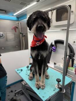 OSCAR -  Poodle and Bernese Mountain Dog Dog for Adoption in Hagerstown, Maryland - OSCAR | PetCurious