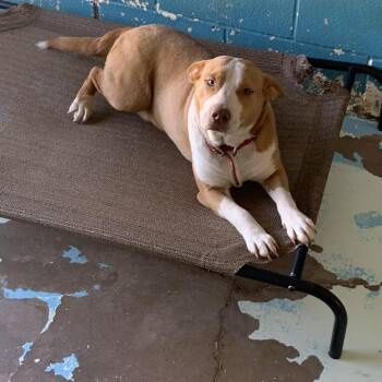 Pit Bull Terrier Dogs Available for Adoption in Hearne, Texas - Mary | PetCurious