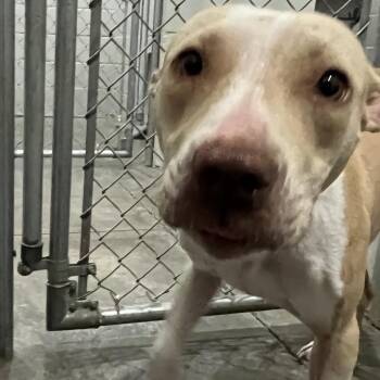 Santa Cruz -  Pit Bull Terrier Dog for Adoption in Richmond Hill, Georgia - Santa Cruz | PetCurious