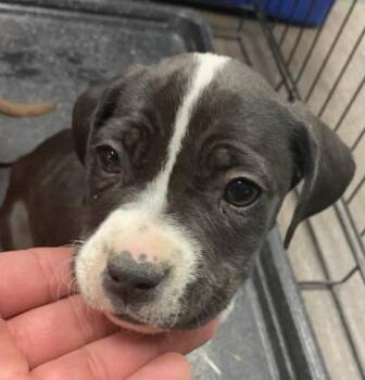 Rescue Pit Bull Terrier Dogs for Adoption in Victorville, California - STRAY 4102 HOLD UNTIL 12-1-2025 (1003) *FOSTER OR RESCUE* | PetCurious