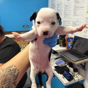 Butter Pecan -  Whippet Dog for Adoption in Wahiawa, Hawaii - Butter Pecan | PetCurious