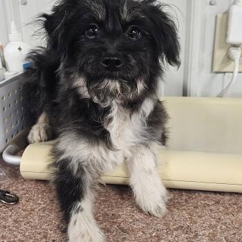 Terrier Dogs Available for Adoption in Columbia, Missouri - Ollie | PetCurious