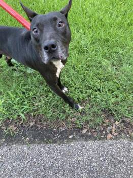 IAN -  Mixed Breed Dog for Adoption in Dallas, Texas - IAN | PetCurious