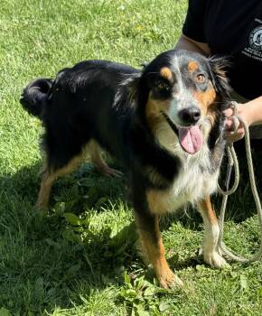 Border Collie Dogs Available for Adoption in Springfield, Illinois - Leslie | PetCurious