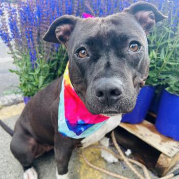 Bella -  American Staffordshire Terrier Dog for Adoption in Olympia, Washington - Bella | PetCurious
