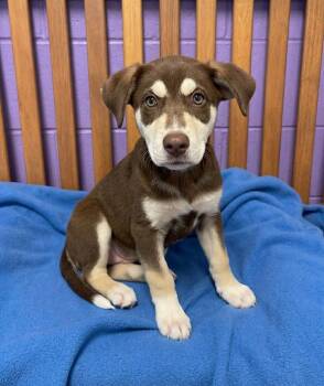 **ROCKY** -  Husky Dog for Adoption in North Prairie, Wisconsin - **ROCKY** | PetCurious