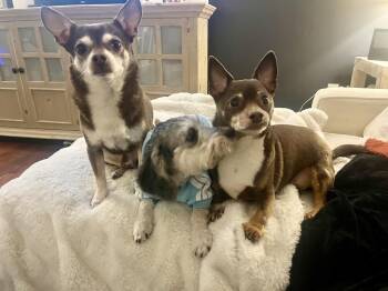 Terrier and Dachshund Dogs Available for Adoption - Ripley | PetCurious