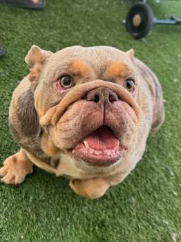 Matilda -  English Bulldog Dog for Adoption in San Rafael, California - Matilda | PetCurious