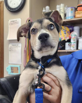 Rescue Mixed Breed Dogs for Adoption - Billy | PetCurious