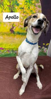 Beagle and Foxhound Dogs Available for Adoption in Urbana, Ohio - Apollo | PetCurious