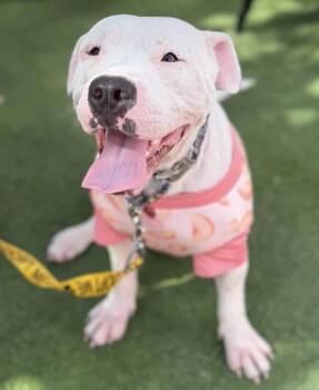 Medellin -  Pit Bull Terrier Dog for Adoption in Southern Pines, North Carolina - Medellin | PetCurious