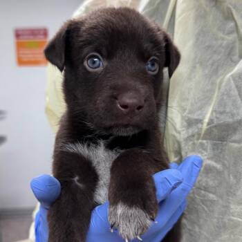 Russ -  Mixed Breed and Border Collie Dog for Adoption in Salt Lake City, Utah - Russ | PetCurious