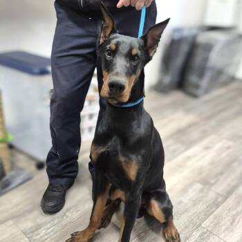 Clarence -  Doberman Pinscher Dog for Adoption in Newark, New Jersey - Clarence | PetCurious