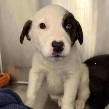 Hound Dogs Available for Adoption in Briarcliff Manor, New York - Happy | PetCurious