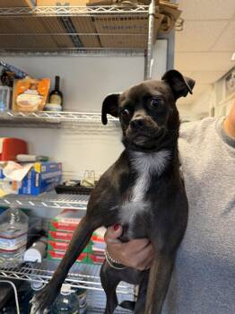 Kyoshi -  Chihuahua and Mixed Breed Dog for Adoption in Ontario, California - Kyoshi | PetCurious