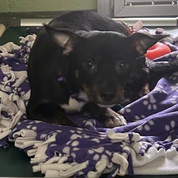 Dallas -  Jack Russell Terrier Dog for Adoption in West Palm Beach, Florida - Dallas | PetCurious