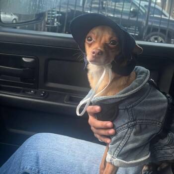 Chloe -  Chihuahua Dog for Adoption in Webster, Texas - Chloe | PetCurious