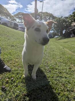 Terrier and Mixed Breed Dogs Available for Adoption in Honolulu, Hawaii - Lil Huddy | PetCurious