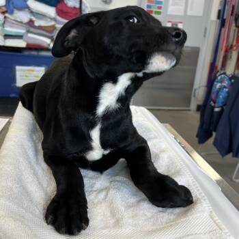 Fletcher -  Mixed Breed Dog for Adoption in Las Cruces, New Mexico - Fletcher | PetCurious