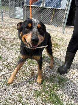 Australian Cattle Dog Blue Heeler Dogs Available for Adoption in Munfordville, Kentucky - Rush | PetCurious