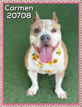 CARMEN -  American Bully Dog for Adoption in Marietta, Georgia - CARMEN | PetCurious