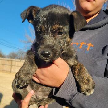 German Shepherd Dog and Mixed Breed Dogs Available for Adoption - Jumping JuJu | PetCurious