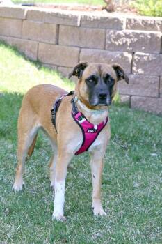 Mixed Breed Dogs Available for Adoption in Savage, Minnesota - Daisy | PetCurious