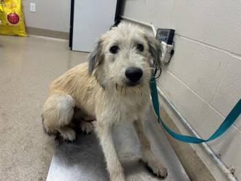 Rescue Terrier and Siberian Husky Dogs for Adoption in Grand Prairie, Texas - MUFFIN | PetCurious