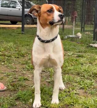 Maple -  Beagle and Australian Shepherd Dog for Adoption in Thompson Falls, Montana - Maple | PetCurious