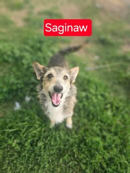 Corgi Dogs Available for Adoption in Fort Worth, Texas - Saginaw | PetCurious