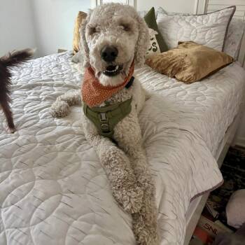 Standard Poodle Dogs Available for Adoption in Hillsborough, North Carolina - Teddy | PetCurious