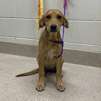 Jane -  Mixed Breed Dog Available for Adoption in Ardmore, Oklahoma - Jane | PetCurious