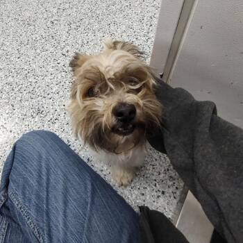 Ms. Frizzle -  Maltese Dog for Adoption in Springboro, Ohio - Ms. Frizzle | PetCurious