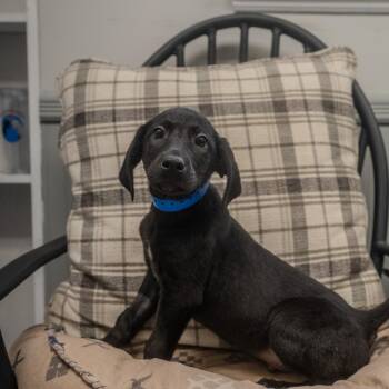 Black Labrador Retriever and Hound Dogs Available for Adoption in Pawling, New York - Alfrid | PetCurious