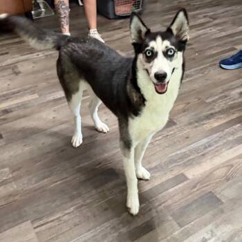 Maggie -  Husky Dog for Adoption in Sequatchie, Tennessee - Maggie | PetCurious