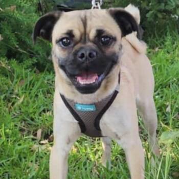 Rescue Pug Dogs for Adoption in San Diego, California - Lupi | PetCurious